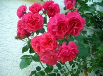 IMG_5794.webp