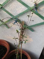 18.04.2013 002.webp