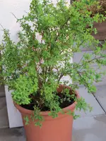 18.04.2013 010.webp