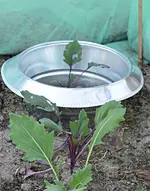 DSC_4118_Kohlrabi_im_Schneckenzaun.webp