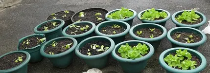 Kopfsalat1.webp