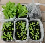 Kopfsalat_Nachwuchs1.webp