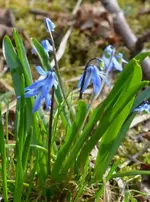 DSC_4085_Scilla.webp