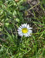 DSC_4106_Ganseblumchen.webp