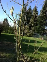 Luise2.webp