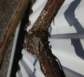 weisser_belag_wein.webp