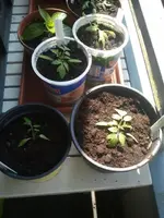2013-04-20 14.03.42.webp