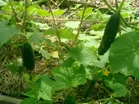 CIMG0007.webp