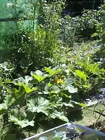 DSC00043.webp