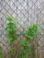 DSC01225.webp
