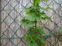 DSC01226.webp