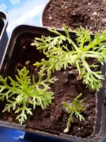 Bunte Sommermargerite 20 4.webp