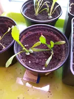 Großblumige Margerite 20.4.jpg