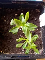 Schleifenblume 20.4.jpg