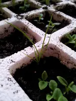 Ist das Gras.webp
