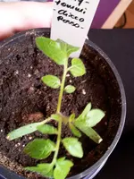 Cocktailtomate 20.4.webp