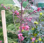 Baum_PfirsichMelredBlüte.webp