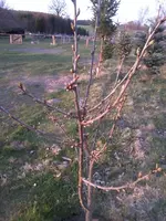 KirschbaumNeu.webp