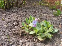 Lungenkraut 20.4.2013.webp