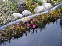 Rosenprimeln 20.4.2013.webp