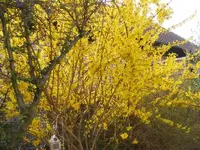 Forsythie 20.4.2013.webp