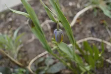 _DSC1350.webp