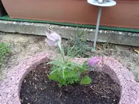 küchenschelle rosa (2).webp