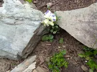 verirrtes hornveilchen.webp