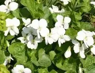 pfingstveilchen weiss NEU.webp