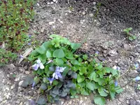 verschiedene veilchen.webp