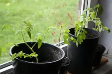 Tomaten 21.04.2013.webp
