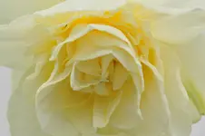 gefüllte Narzisse.webp