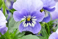 Hornveilchen.webp