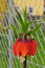 Kaiserkrone.webp