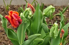 Tulpen Parrot.webp