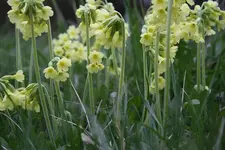 Schlüsselblumen 21.04.2013.webp