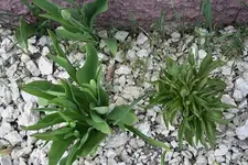 Tulpen und Pfingstrose 21.04.2013.webp