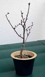 DSC_4156_Bonsai.webp