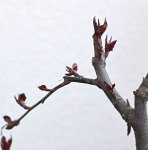 DSC_4168_Bonsai_Detail.jpg