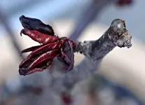 DSC_4153_Bonsai_Draufsicht_mit_Astschnitt.webp