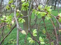 SAM_0987.webp