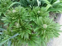 CIMG2908.webp