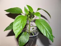 Paprika 1.webp