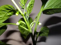 Paprika 2.webp