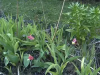 BILD1984.webp