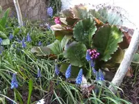BILD2009.webp