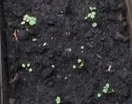 Erdbeeren_Nachzucht.webp
