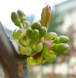 DSC_1709.2.webp