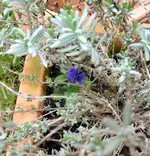 DSC_1747.3.webp
