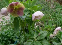 April_Blumen6_Christrose.webp